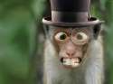 isaymonkey.jpg