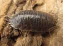266px-Porcellio_laevis_-_Bouxweerd20090527_897.jpg