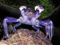 crab.jpg