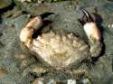 Furrowed-crab.jpg