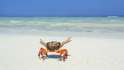 crabbing_it_up.jpg