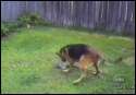 groin dog.gif