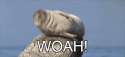 1464395049148.gif