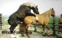 horsey.jpg