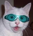 Cat-with-Goggles-LOL-cats-8432683-300-326.jpg