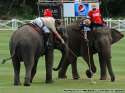 Elephant_Polo_4.jpg