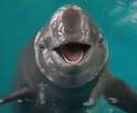 mammel-finless-porpoise-244x200.png