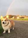 doggie.jpg