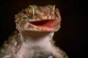 gecko_lickiing_eye_joe_mcdonald_small_w640.jpg