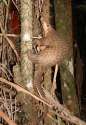 Pangolin_borneoSpikeTree.jpg