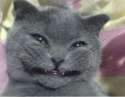 smiley-cat.png