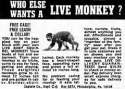 pet monkey2.jpg