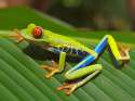 Red_Eyed_Tree_Frog-500x374.jpg