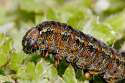 Pasture_day_moth_caterpillar_closeup.jpg