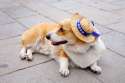 doggo hatimus (169).jpg