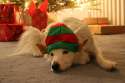 doggo hatimus (474).jpg