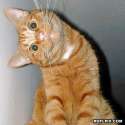 Silly-kitty.jpg