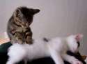 kitteh massage.gif