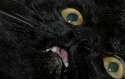 cat_quat.jpg