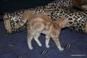 bogbrush-cat-tail-1.jpg