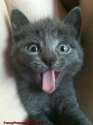 Crazy-CAT-Is-Crazy.jpg