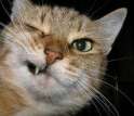 weirdcat001.jpg