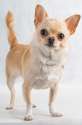 chihuahuasf1[1].jpg