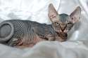 canadian-hairless-cat-for-sale.jpg