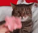 Hyperspace_cat.gif