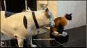 1411073852210.gif