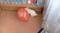 1409443333642.gif