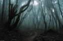 darkforest.jpg