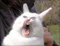 Random Rabbit.jpg