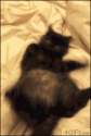 Crazy-cat-spaz-comeatmebro.gif