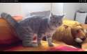 Cat-roll-out-gif.gif
