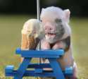 piggy.jpg