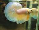 s-betta-fish.jpg