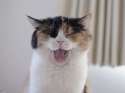 s-Big-yawn.jpg