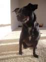s-blam-dog.jpg
