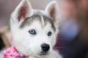 s-Blue-Eyes.jpg
