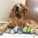 s-bob-golden-retriever-sao-paulo.jpg