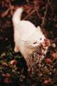 s-boho-cat-flowers-grunge.jpg