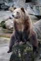 s-Bored-bear..jpg