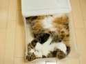 s-Box-o-cute.jpg