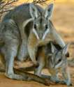 s-Bridled-Nail-tailed-Wallaby.jpg