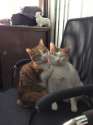 s-Bringing-my-girlfriend-to-the-office..jpg