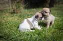 s-Brother-and-sister.jpg