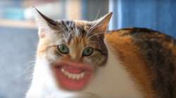 cat-mouth.jpg
