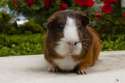 s-Brownie-Guinea-Piggies.jpg