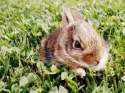 s-Bunneh..jpg